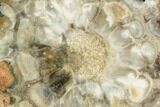 Petrified Seed Fern (Rhexoxylon) Slab - Zimbabwe #112029-1